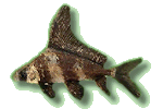 Wimpelkarpfen