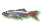 Kardinalfisch