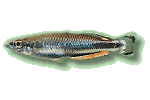 Madagaskar-hrenfisch