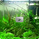 Nano-Aquarium Video