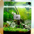 Nano-Aquarium Video