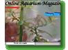 Online Aquarium-Magazin