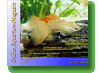 Online Aquarium-Magazin