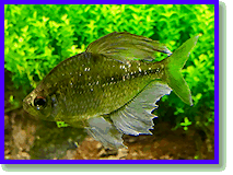 Online Aquarium-Magazin